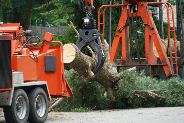 West Lafayette, OH Tree Care Services Company